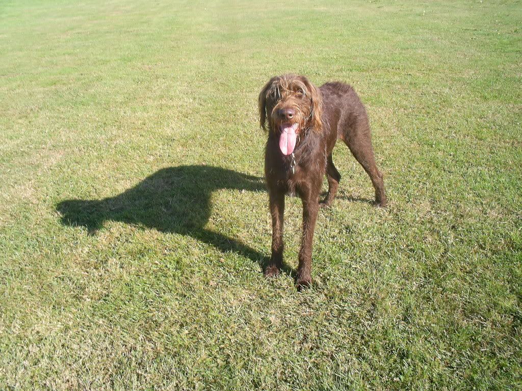 Blowing puppy coat? Labradoodle Forums