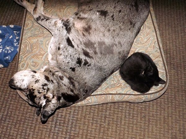 photo GeorgeandDavinnapping_zps8c2e33cc.jpg