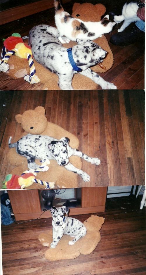 photo Georgepuppy_zps0793b4b6.jpg