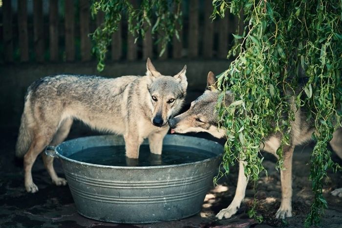 39294e89-ed91-42ff-ab9d-8a1a14e99ab7_zps