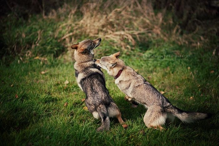 96e9dc41-7b33-47fa-a644-fa4bf446b30e_zps