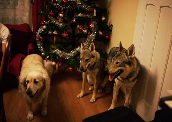 IMG_5786_zps5f66bb28.jpg?t=1420549923