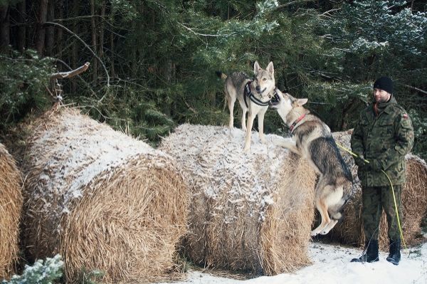 IMG_5969_zpsdfa94020.jpg?t=1420569683