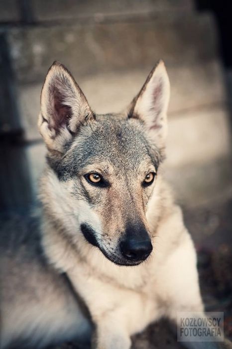 afe31a91-4b28-44e9-a3d5-cebab9f5528f_zps