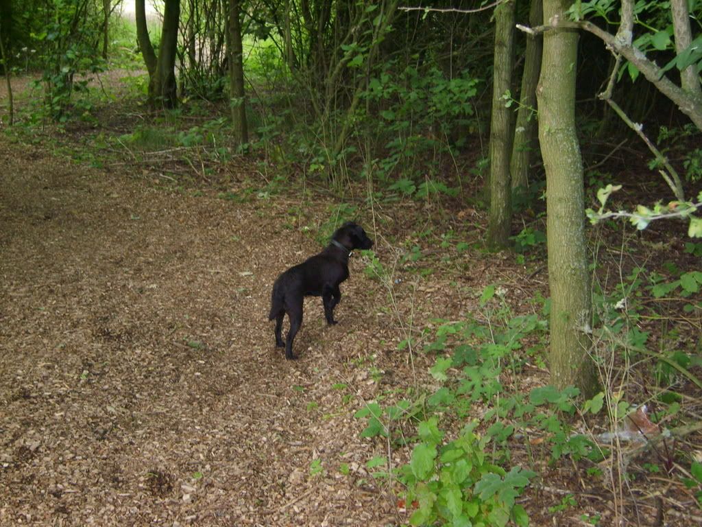 dogs014-1.jpg
