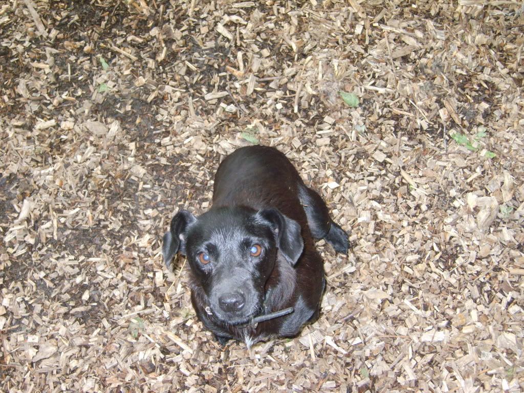 dogs020-1.jpg