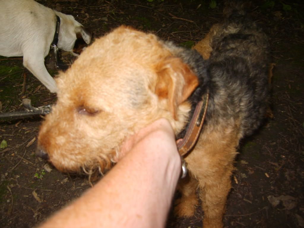 dogs021-1.jpg
