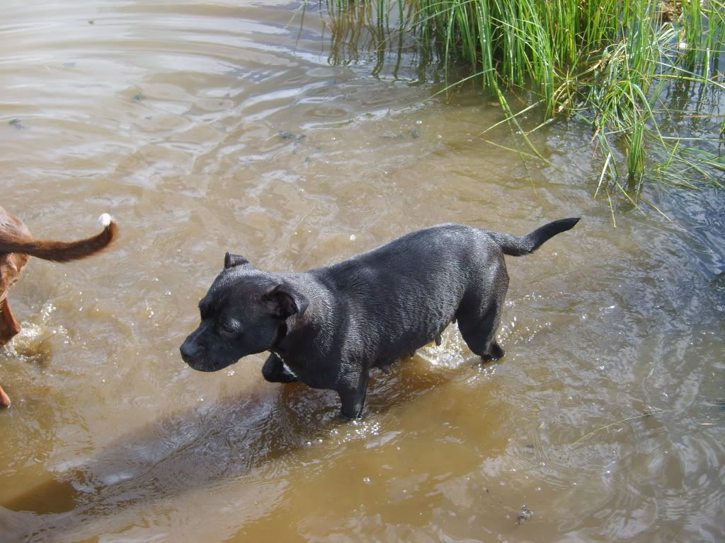 dogs041.jpg