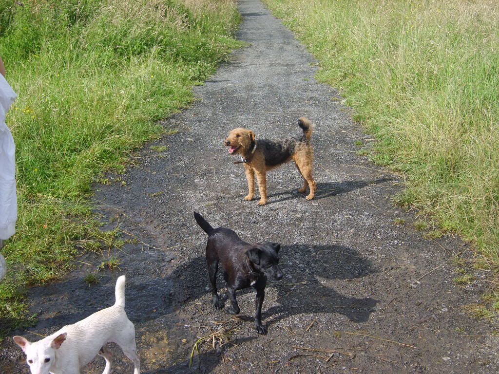 dogs045.jpg
