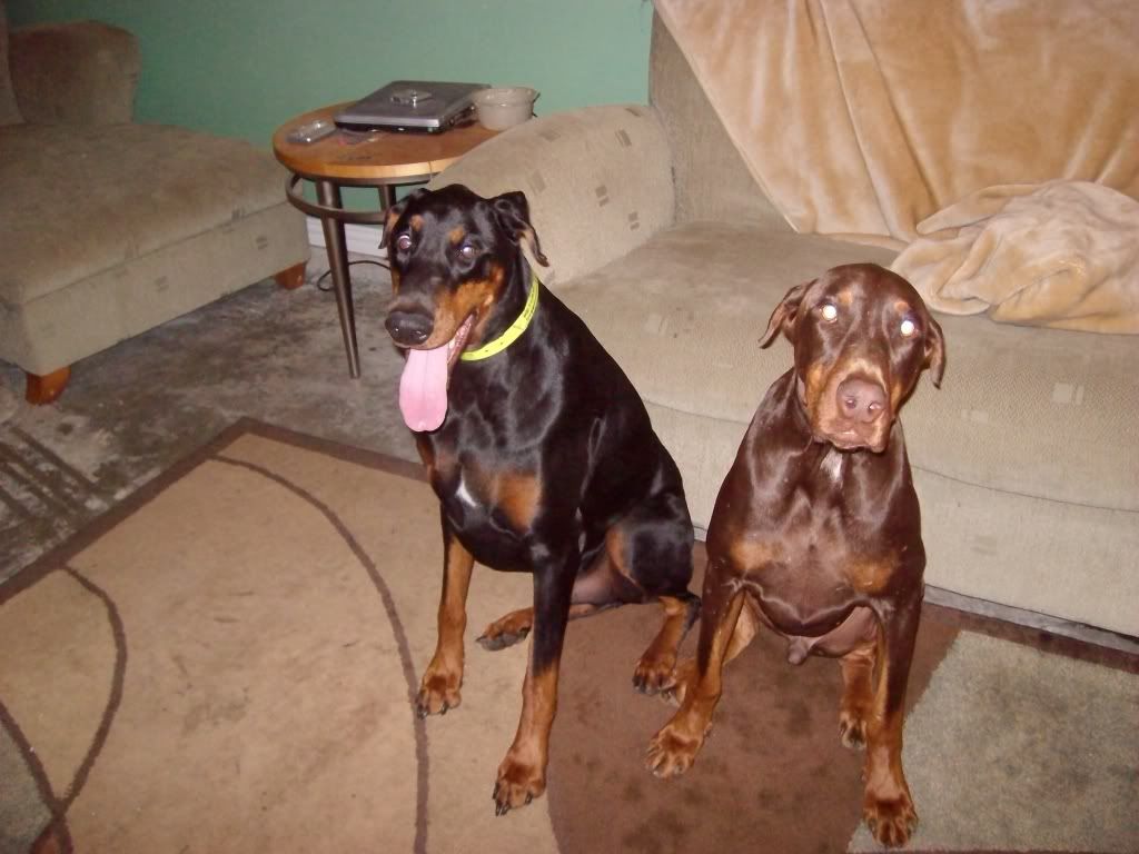 IMAGE(http://i167.photobucket.com/albums/u146/Jordie0587/Fosters/ALIM0274.jpg)