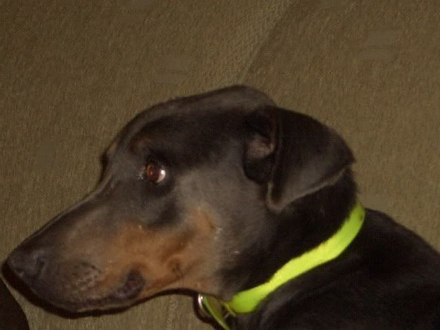 IMAGE(http://i167.photobucket.com/albums/u146/Jordie0587/Fosters/CIMG1934.jpg)
