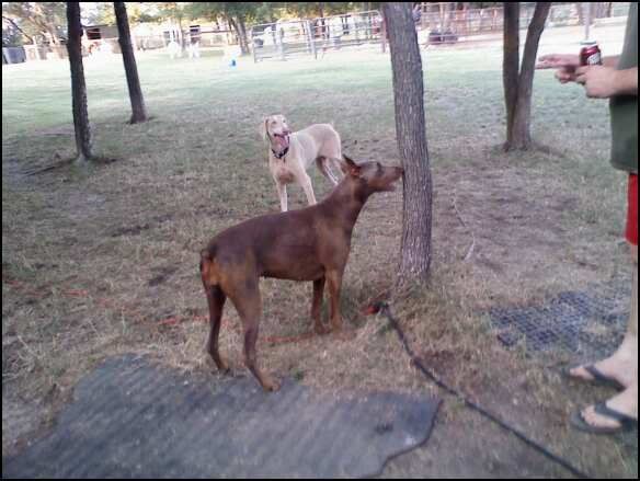 IMAGE(http://i167.photobucket.com/albums/u146/Jordie0587/My%20pets/410039369_1421290677_0.jpg)