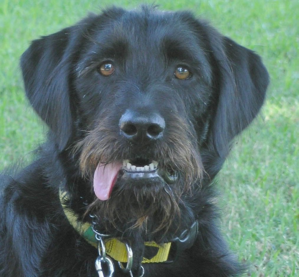 Labradoodle beard hot sale