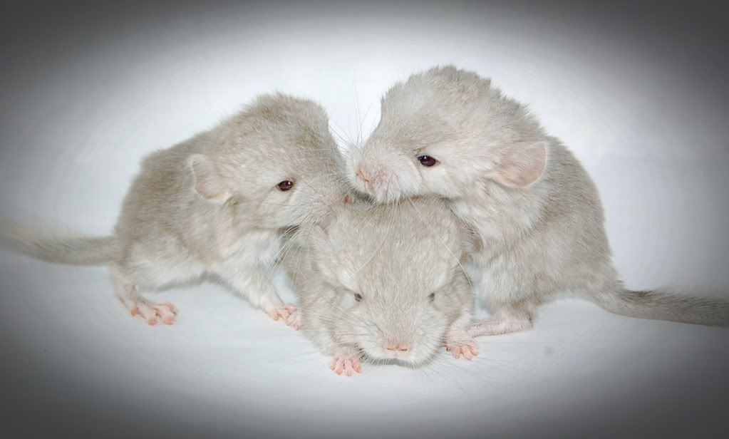 chinchilla breeding