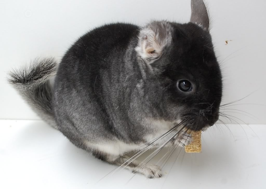 Black Baby Chinchilla