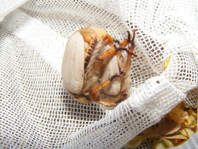 DSCF1349.jpg