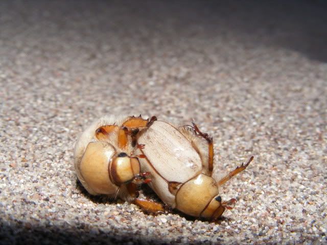 DSCF1355.jpg