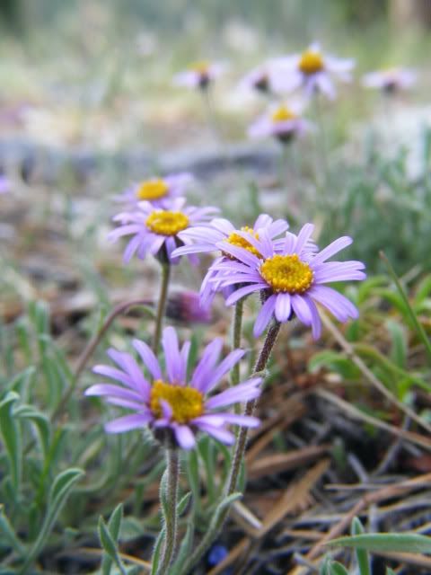 DSCF8231.jpg