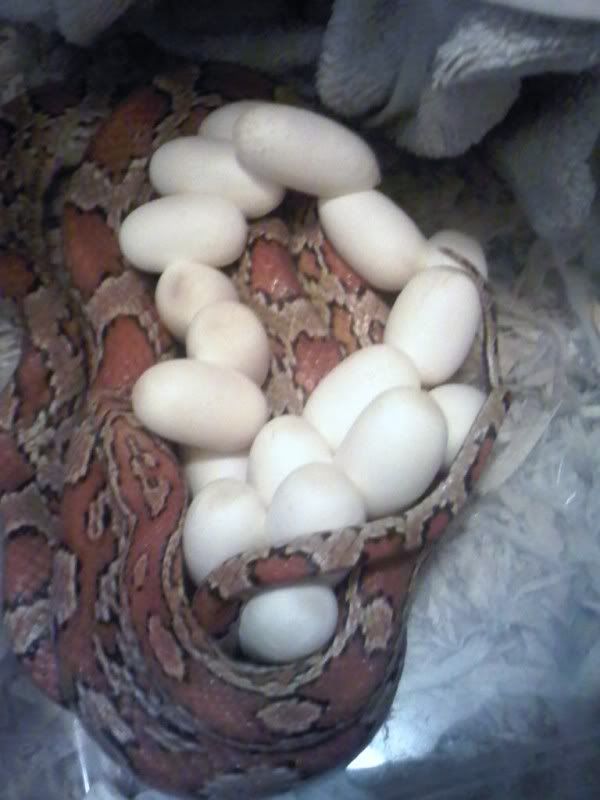 MomsSnakeandeggs.jpg