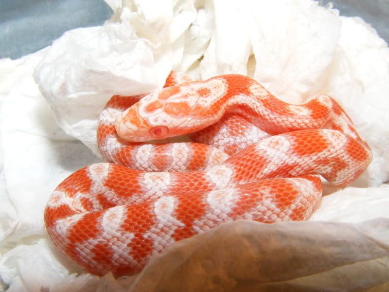 DSCF1846.jpg