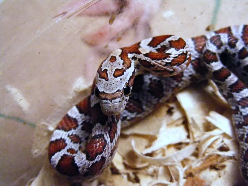 DSCF3378.jpg