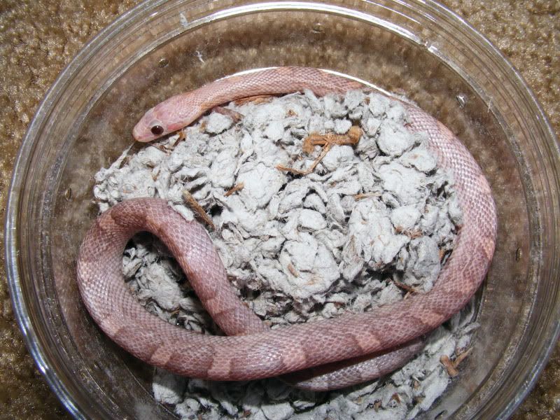 DSCF3490.jpg