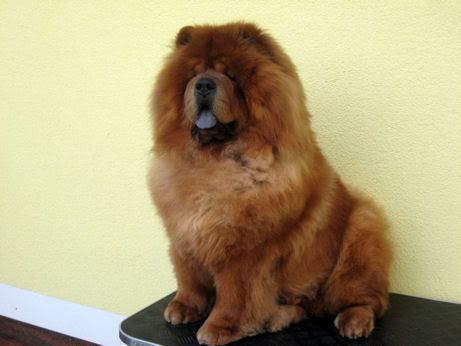 king chow chow