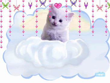 cat.gif cat image by catchmybutterflykissess