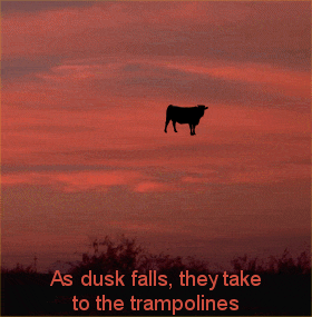 farting cows photo: Cows trampolines.gif