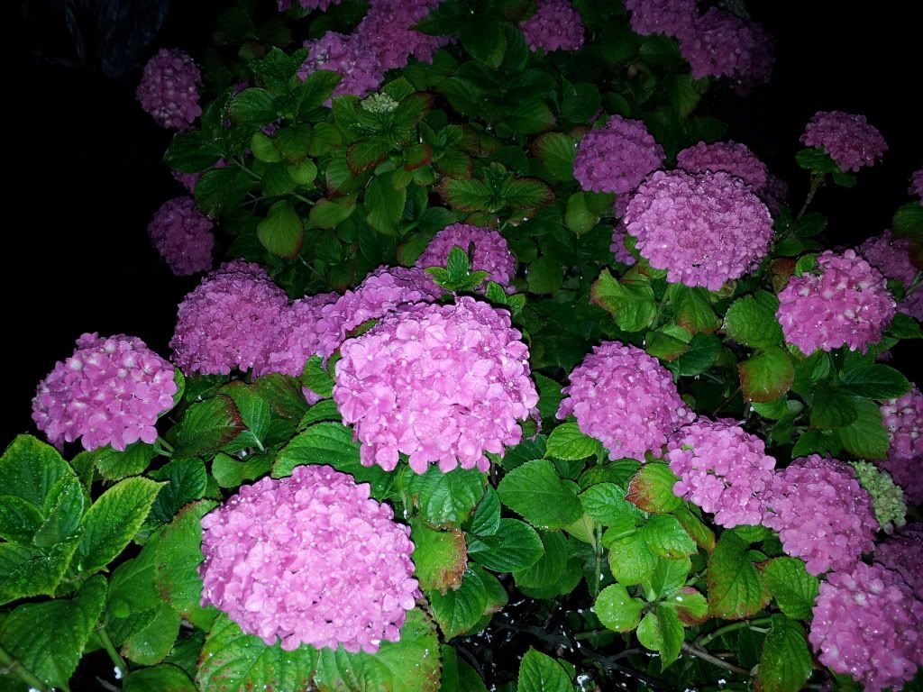 2011-06-21050807.jpg