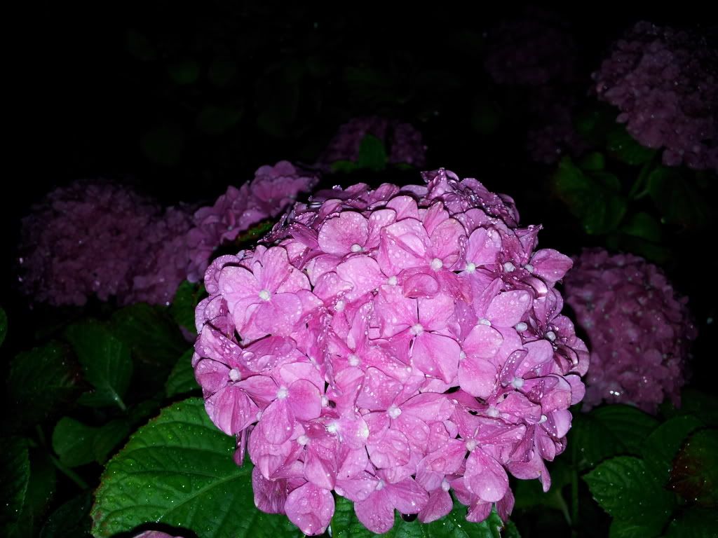 2011-06-21050819.jpg