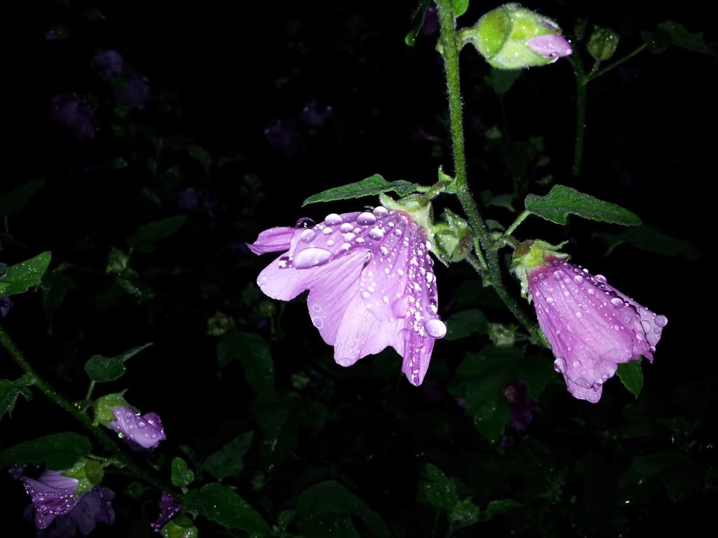 2011-06-21054538.jpg