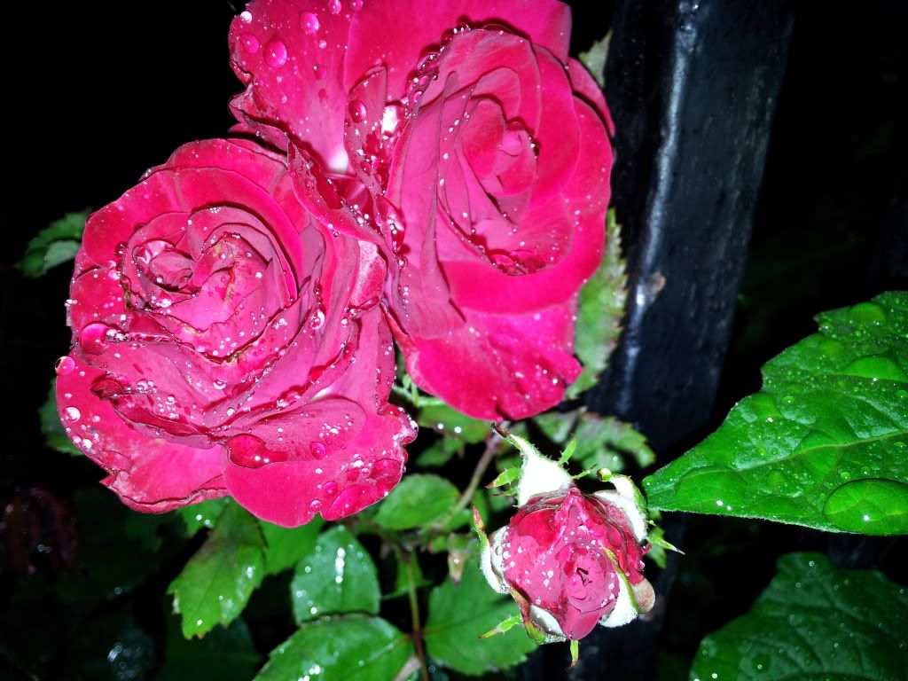 2011-06-21054711.jpg