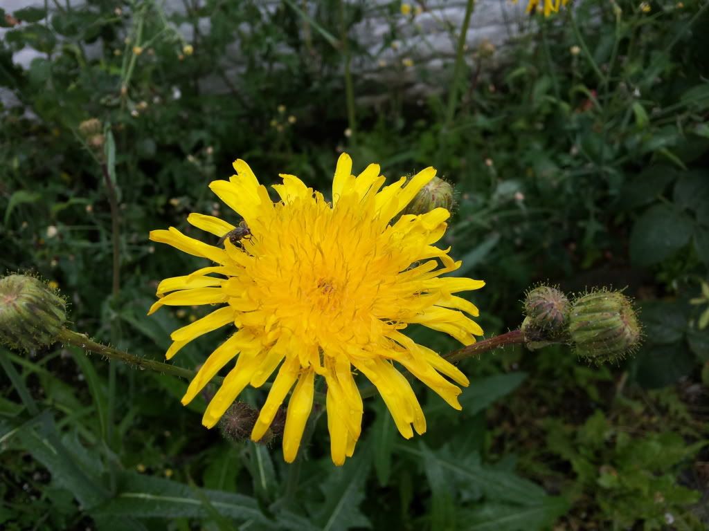 20120716_153811.jpg