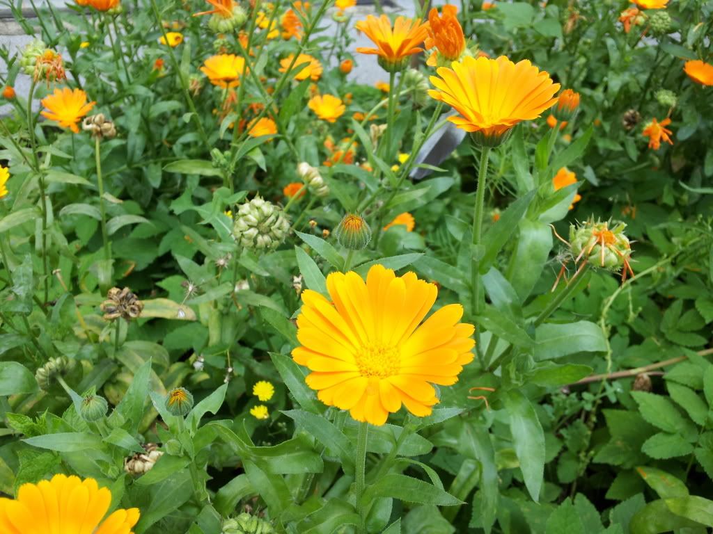 20120728_164732.jpg