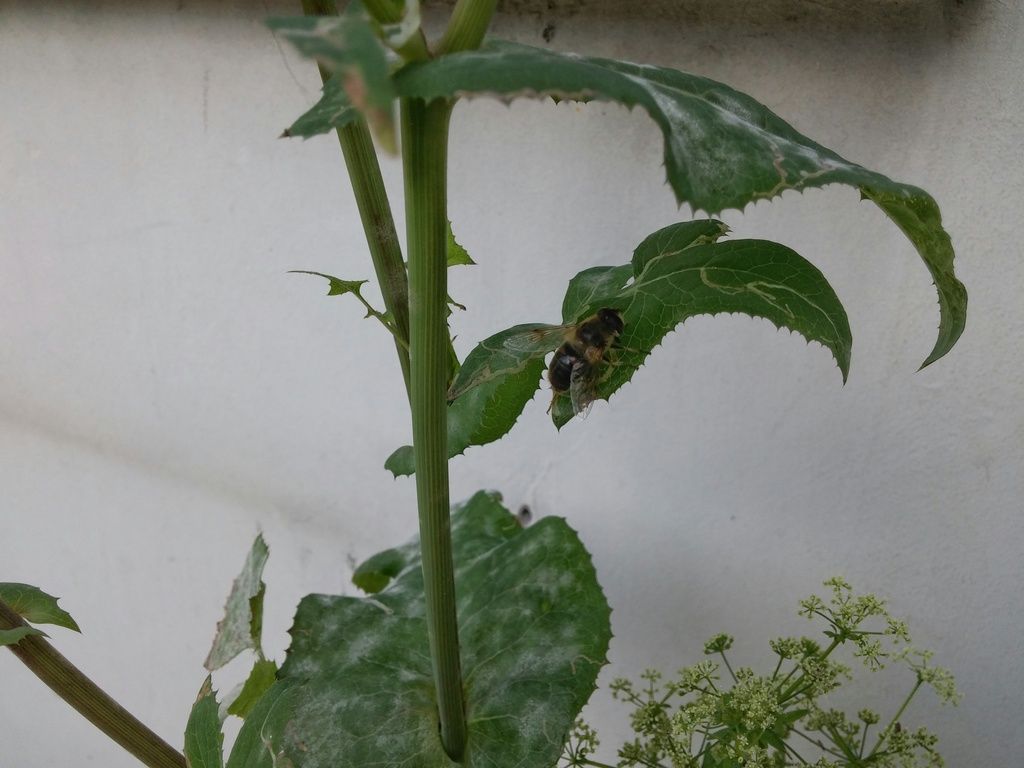 20150717_173737-01_zpsxbkmnr2l.jpeg