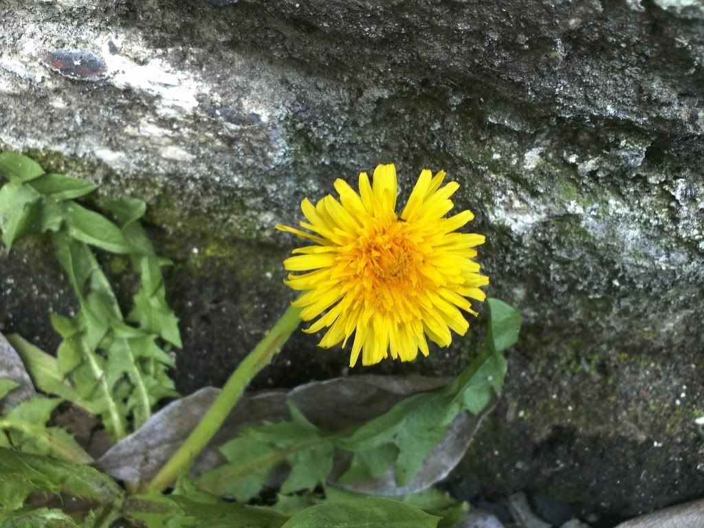 IMG121.jpg