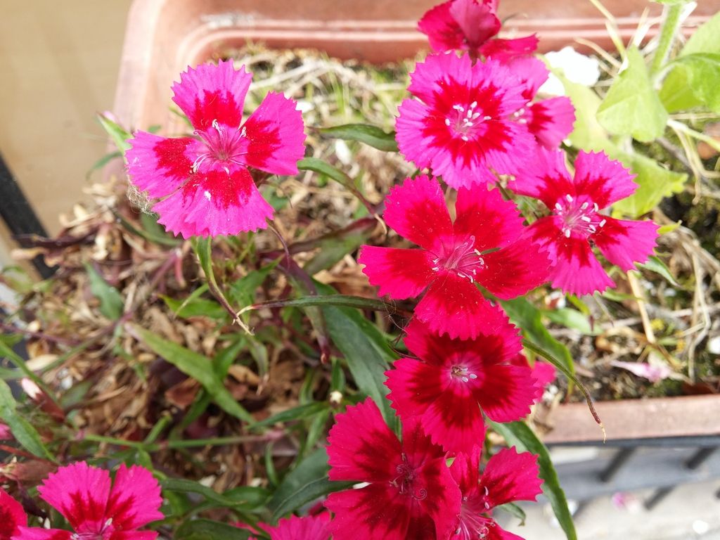 20150603_182731_zpsysoyhmts.jpg
