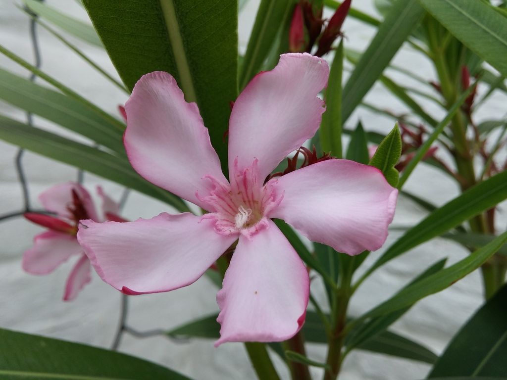 20150619_142809_zps5v0sxerl.jpg