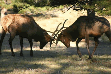 Elk.gif