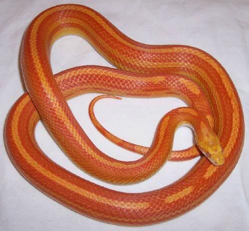 AmelMotleyStripe.jpg
