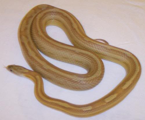 CaramelMotleyStripe.jpg