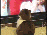 cat.gif