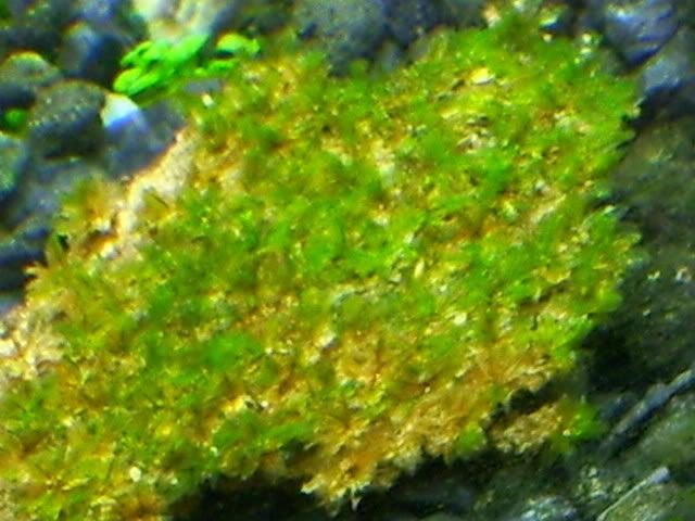 Star Moss Aquarium