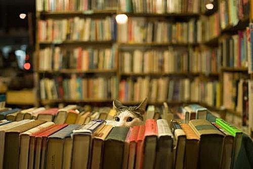 cats-in-books-1_zpsf0cbaf49.jpg