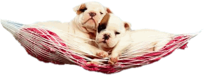 dog_165.gif