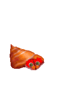 shell-.gif