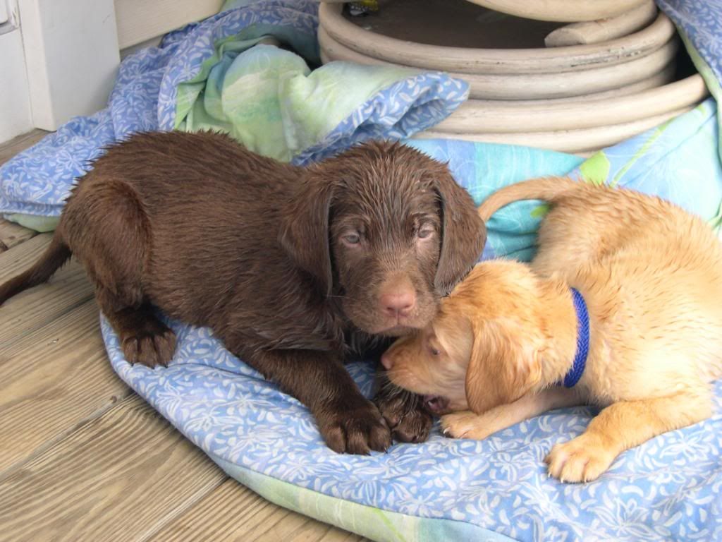 wetbrownielittleboy.jpg sunning image by ransom606