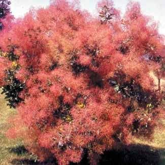 smoke tree Pictures, Images and Photos