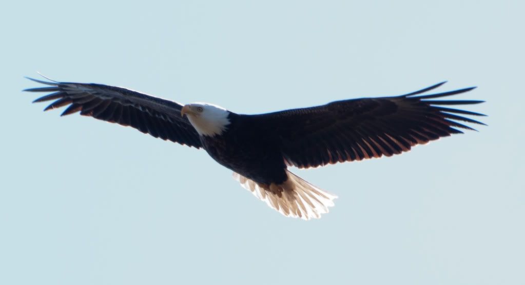 IMAGE: http://i167.photobucket.com/albums/u152/the_flying_moose/DSC_2769-2.jpg